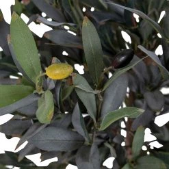 Twentyfour Plante artificielle olivier - Matière plastique - Vert -Pas Cher Décoration Magasin 1000253654 210319 11463500094 MOOD DETAILS P000000001000253654 mood