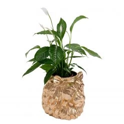 Kare Design Cache-pot déco Lion I - Doré - Matière plastique 12 Kare Design Cache-pot déco Lion I - Doré - Matière plastique -Pas Cher Décoration Magasin 1000277549 210707 09483700166 DETAILS P000000001000277549