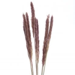 Butlers Fleurs séchées FLOWER MARKET - Feuille de plante - Naturel -Pas Cher Décoration Magasin 1000339871 220310 030 DETAILS P000000001000339871