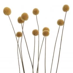 Butlers Craspedia séchée FLOWER MARKET - Feuille de plante - Naturel -Pas Cher Décoration Magasin 1000339872 220310 030 DETAILS P000000001000339872