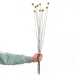 Butlers Craspedia séchée FLOWER MARKET - Feuille de plante - Naturel -Pas Cher Décoration Magasin 1000339872 220310 040 DETAILS P000000001000339872