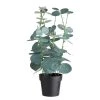 Butlers Plante artificielle FLORISTA Eucalyptus - Polyester - Naturel